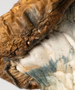 Koh Samui Mushrooms - Image 3