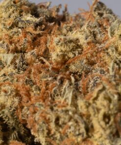 Moby Dick (AA+) - Image 5