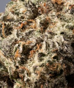 Pacific Frost (AAA+) - Image 5