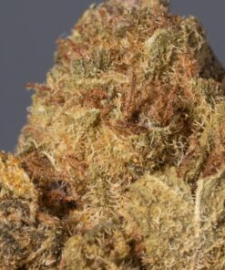 Shiva Skunk (A) - Image 4