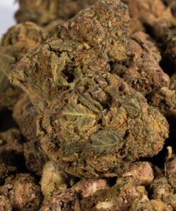 Shiva Skunk (A) - Image 5