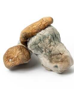 Squat Mak Mushrooms - Image 1