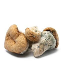 Squat Mak Mushrooms - Image 4