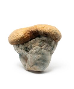 Squat Mak Mushrooms - Image 2