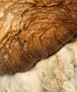 Squat Mak Mushrooms - Image 5