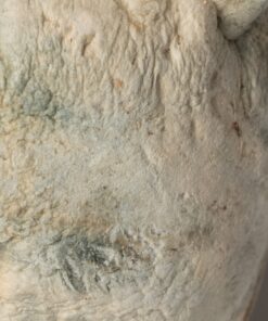 Squat Mak Mushrooms - Image 3