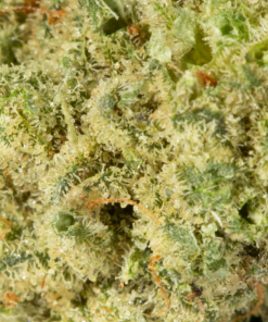 Sunshine (AA) - Image 5