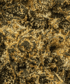 Blackout OG (AA+) - Image 5