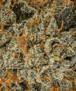 El Jefe (AAA) - Image 3