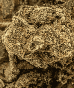 Gasolina (AA) - Image 5