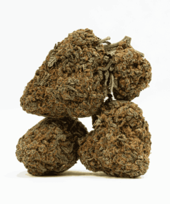 Guava Bomba (AA) - Image 2