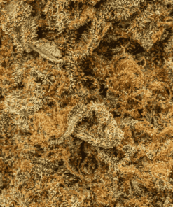 Guava Bomba (AA) - Image 5