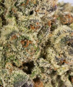 Ricky Bobby OG (AAAA+) - Image 4
