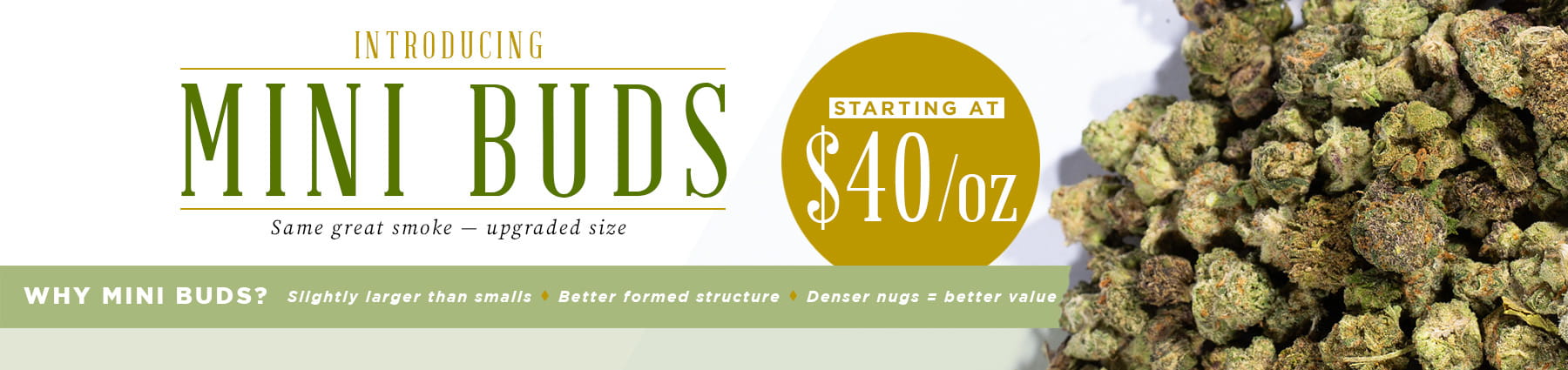 mini-bud-promo-banner