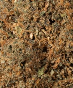 Strawberry Cough (A) - Image 5