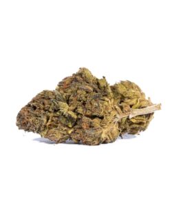 Gastro Pop (AA) Promo - Image 4