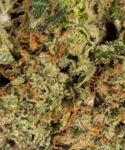Acapulco Gold (AAAA) Promo - Image 5