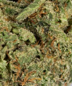 Extreme OG (AAAA) Promo - Image 3
