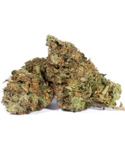 Tropicana Haze (AAAA) - Image 1