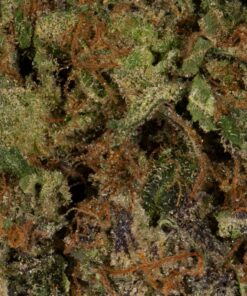 Tropicana Haze (AAAA) - Image 5