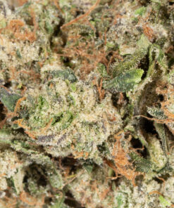Acapulco Gold (AA+) - Image 5