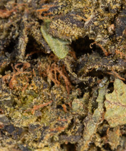 Cali Gas (AA) Promo - Image 5