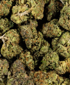 Lemon Sweet Skunk (AAA) - Image 5