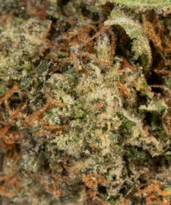 Lemon Sweet Skunk (AAA) - Image 4