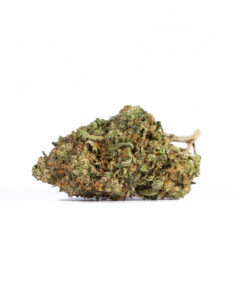 Lemon Sweet Skunk (AAA) - Image 2