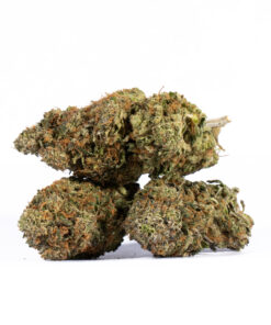Lemon Sweet Skunk (AAA) - Image 3