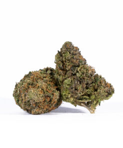 Lemon Sweet Skunk (AAA) - Image 1