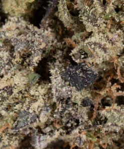 Purple Haze (AAAA) - Image 5