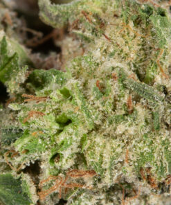 Skywalker OG (AAA) - Image 5