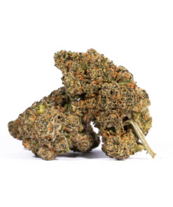 Tropic Thunder (AA+) - Image 1