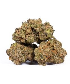 Tropic Thunder (AA+) - Image 3