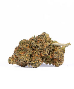 Tropic Thunder (AA+) - Image 2