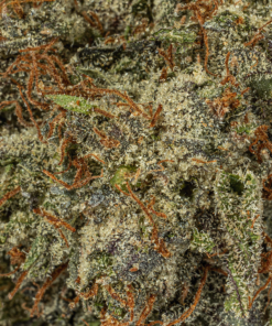 Double Purple Afgooey (AAA+) - Image 5