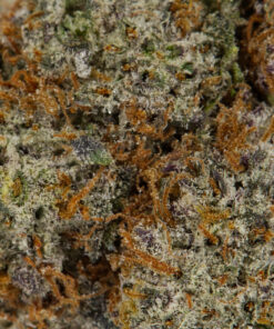 Cactus (AAAA) - Image 4