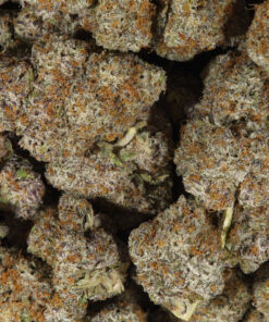 Cactus (AAAA) - Image 5