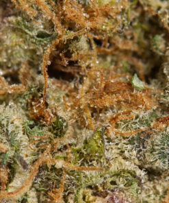 Cinderella 99 (AAA) - Image 3