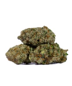 Harlequin (AAAA) - Image 2