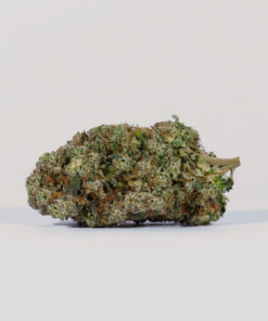 Harlequin (AAAA) - Image 3