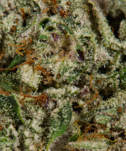 Harlequin (AAAA) - Image 5