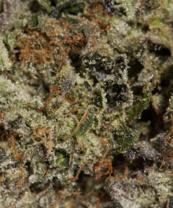 MK Ultra (AAAA) - Image 4
