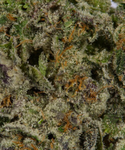 Snoop's Dream (AAAA) - Image 4