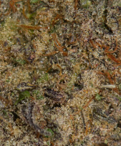 Tahiti Lime (AAAA) - Image 4